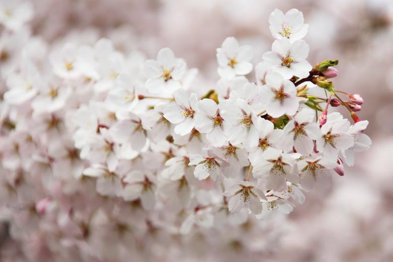 Free stock image of White Flowers created by Pixabay