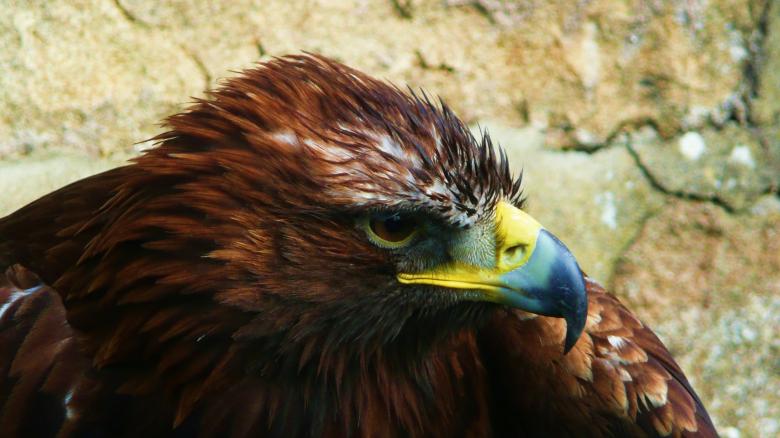 Free stock image of Wild Eagle created by Pixabay