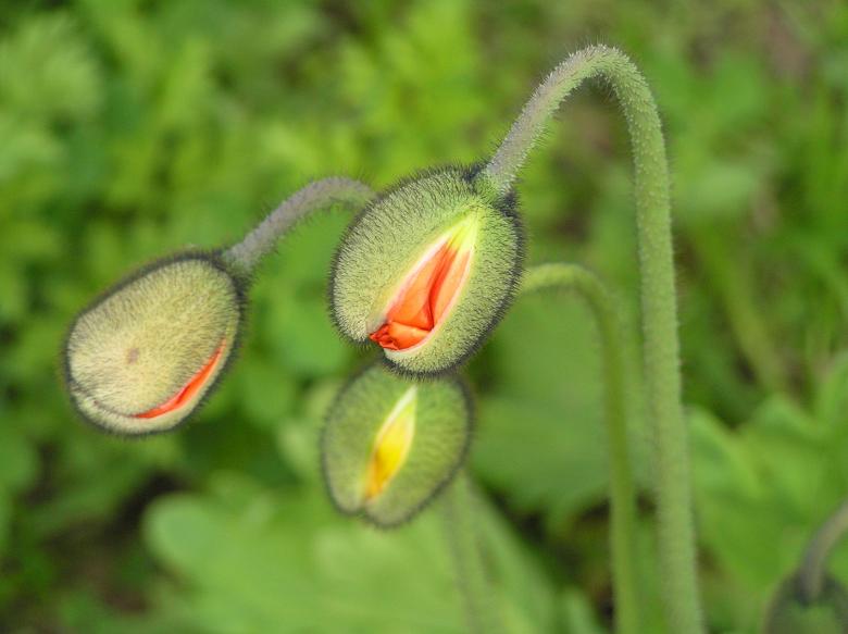 Free stock image of Macro Flower created by Pixabay