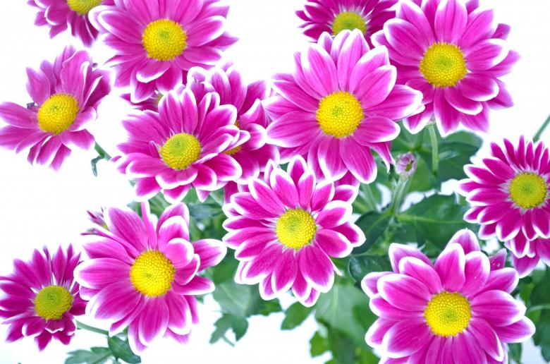 Free stock image of Fresh Flowers created by Pixabay