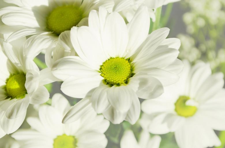 Free stock image of White Flowers created by Pixabay