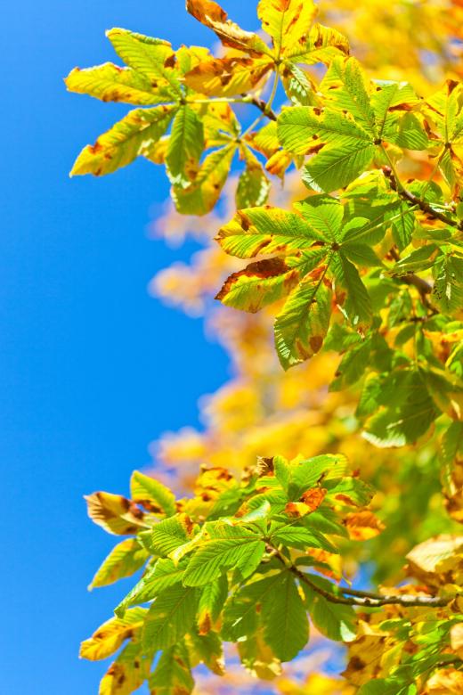 Free stock image of Horse Chestnut Tree created by Pixabay
