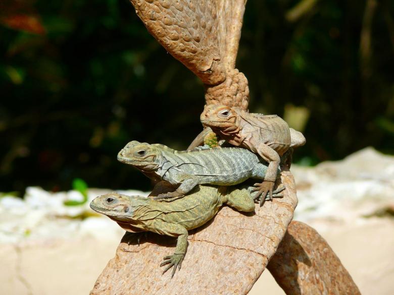 Free stock image of Wild Iguanas created by Pixabay
