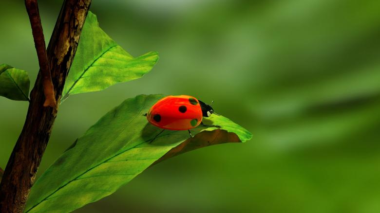 Free stock image of Ladybird on the Leave created by Pixabay