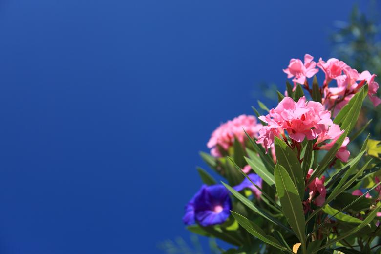 Free stock image of Fresh Oleander created by Pixabay
