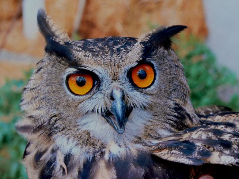 Free stock image of Wild Owl created by Pixabay