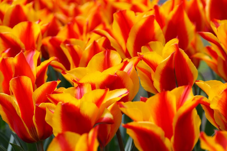 Free stock image of Fresh Flowers created by Pixabay
