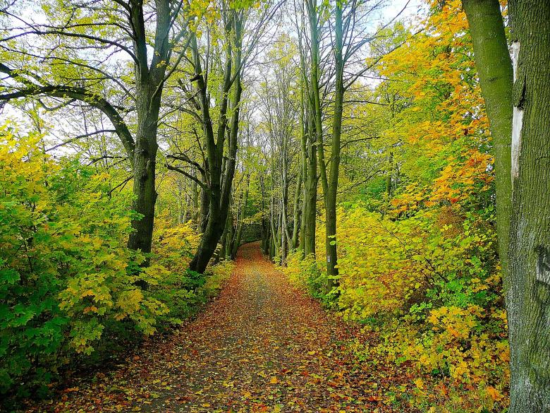 Free stock image of Wild Road created by Pixabay
