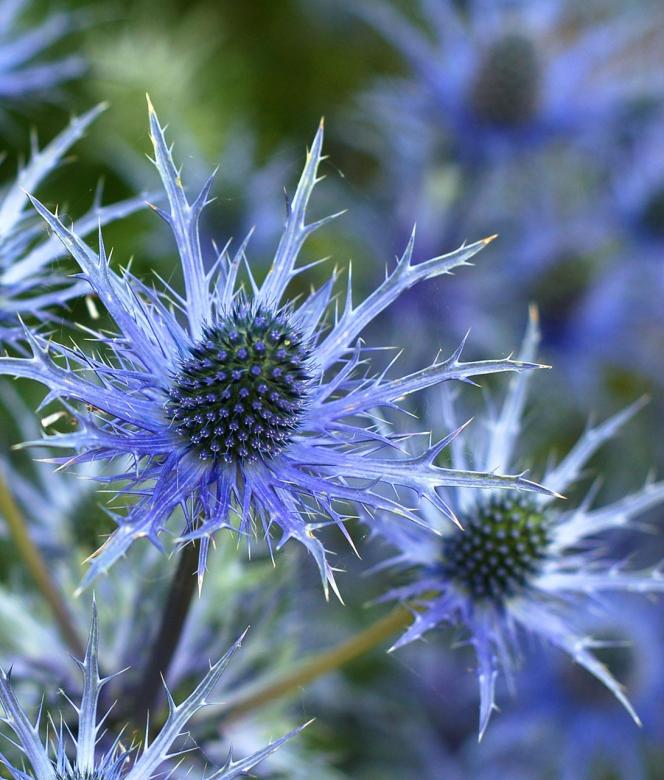 Free stock image of Sea Holly Flower created by Pixabay