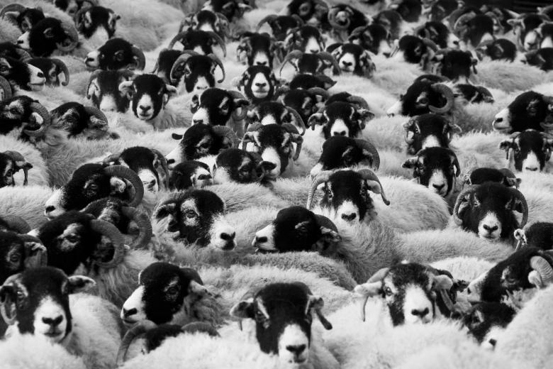Free stock image of Herd of Sheep created by Pixabay
