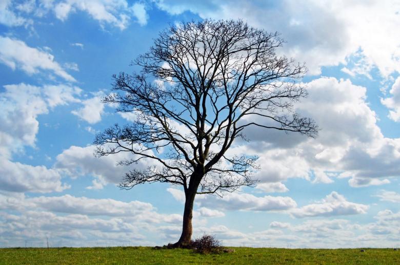 Free stock image of Dry Tree created by Pixabay