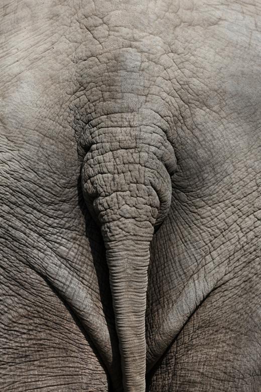 Free stock image of African Elephant created by Pixabay