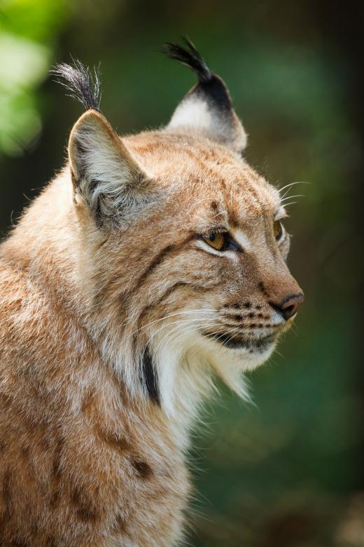 Free stock image of Wild Cat created by Pixabay