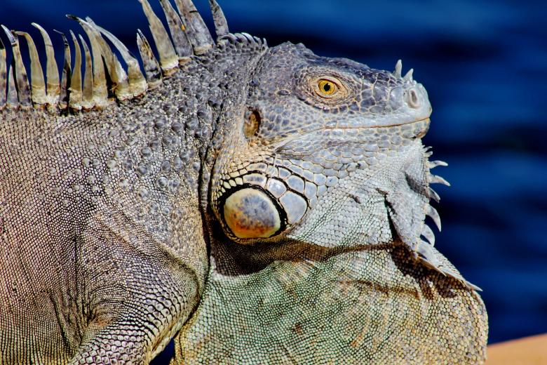Free stock image of Wild Iguana created by Pixabay