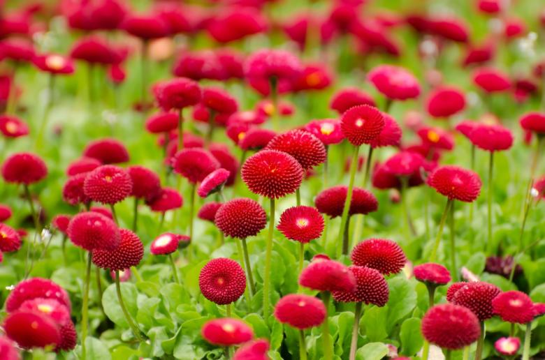 Free stock image of Red Flowers created by Pixabay