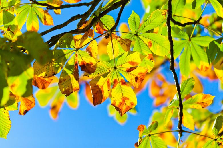 Free stock image of Horse Chestnut Tree created by Pixabay