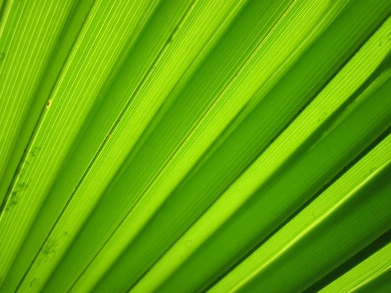 Free stock image of Green Background created by Pixabay