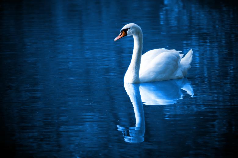 Free stock image of Swan in the River created by Pixabay