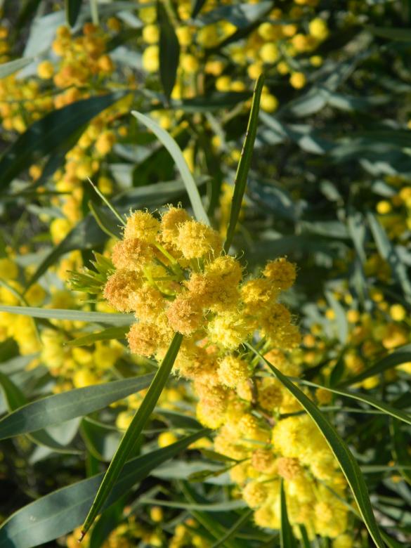 Free stock image of Yellow Flowers On Tree created by Hulya Yılmaz