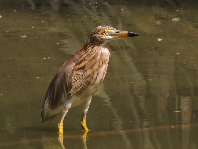 Free stock image of Heron in Water created by surajit mondal