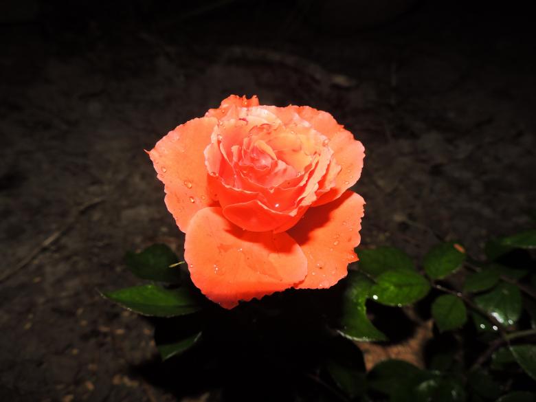 Free stock image of Pink Rose created by surajit mondal