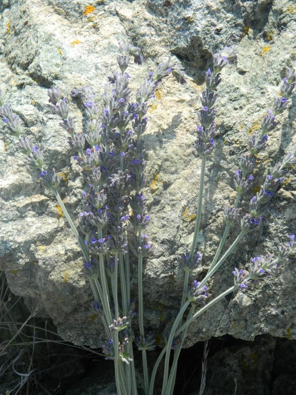 Free stock image of Lavenders On Natural Stone created by Hulya Yılmaz