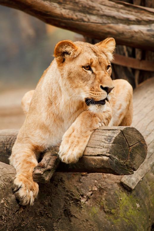 Free stock image of African Lioness created by Pixabay