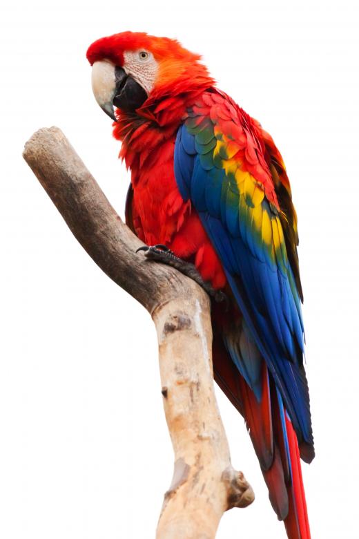 Free stock image of Colorful Parrot created by Pixabay