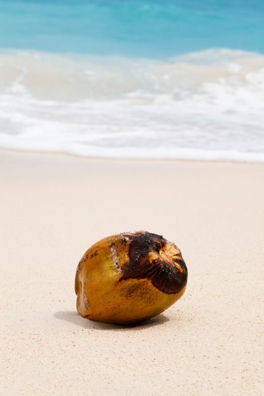 Free stock image of Coconut on the Beach created by Pixabay
