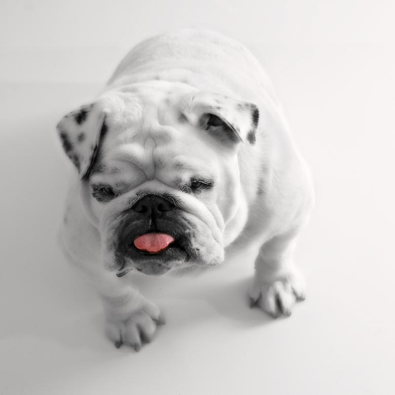 Free stock image of Wild Dog created by Pixabay