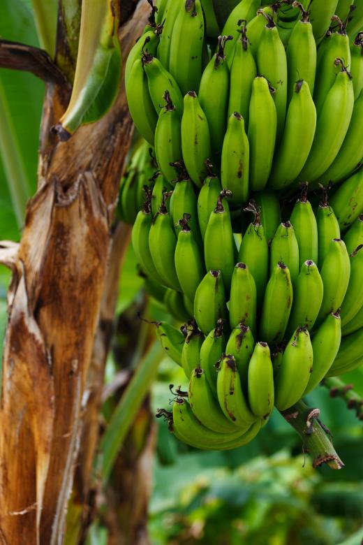 Free stock image of Bunch of Bananas created by Pixabay