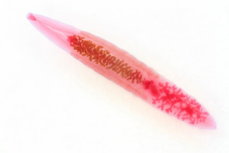 Free stock image of Chinese Liver Fluke created by Geoffrey Whiteway