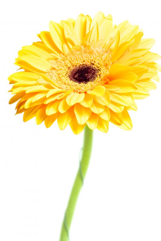 Free stock image of Gerbera flower created by 2happy