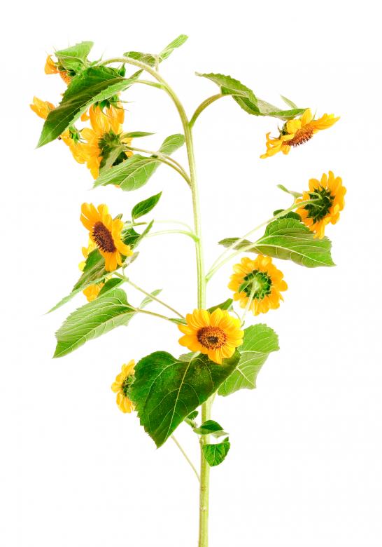 Free stock image of Sunflowers created by 2happy