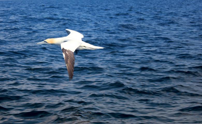 Free stock image of Flying Gannet Out at Sea created by Jack Moreh