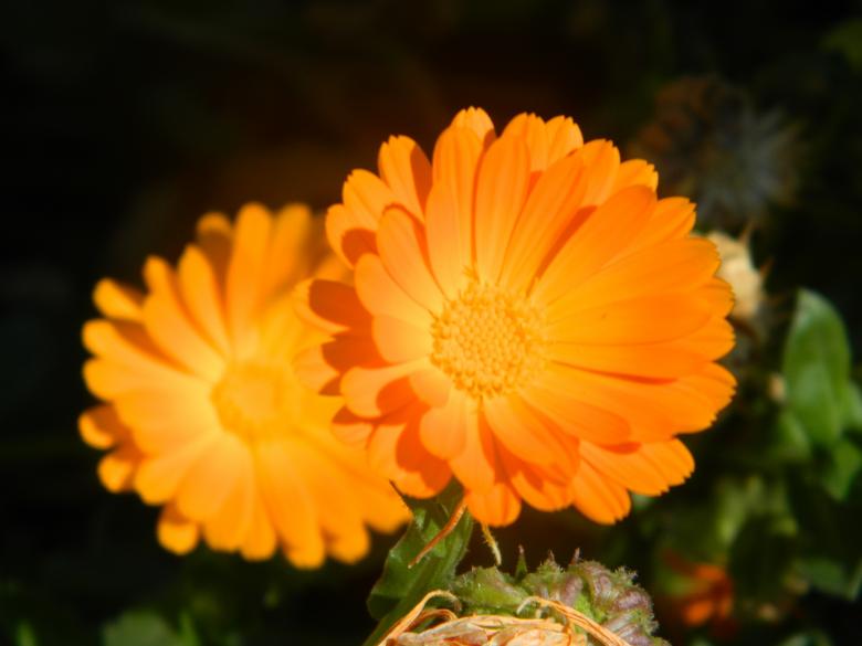 Free stock image of Two Orange Flowers created by Hulya Yılmaz