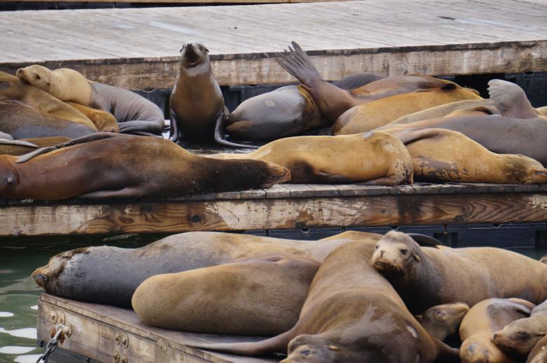 Free stock image of Pack of Seals created by Brian
