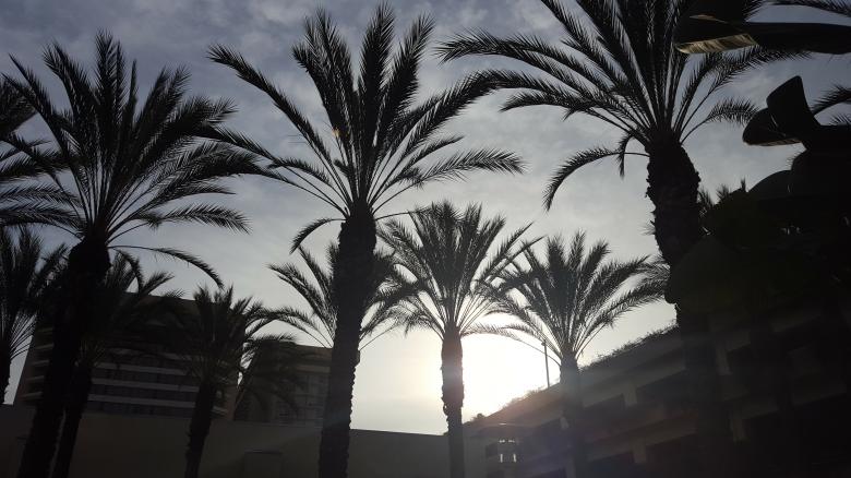 Free stock image of Palm Trees Silhouettes created by Brian
