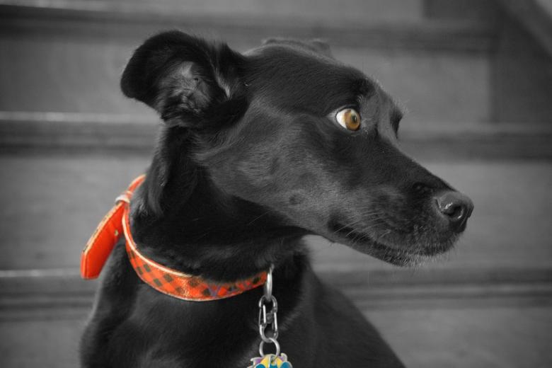 Free stock image of Black Dog Portrait created by Brian