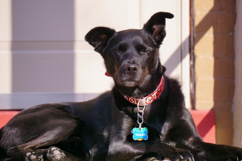 Free stock image of Happy Sundog created by Brian