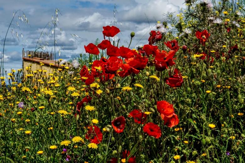 Free stock image of Flowers in Priorat created by Brian
