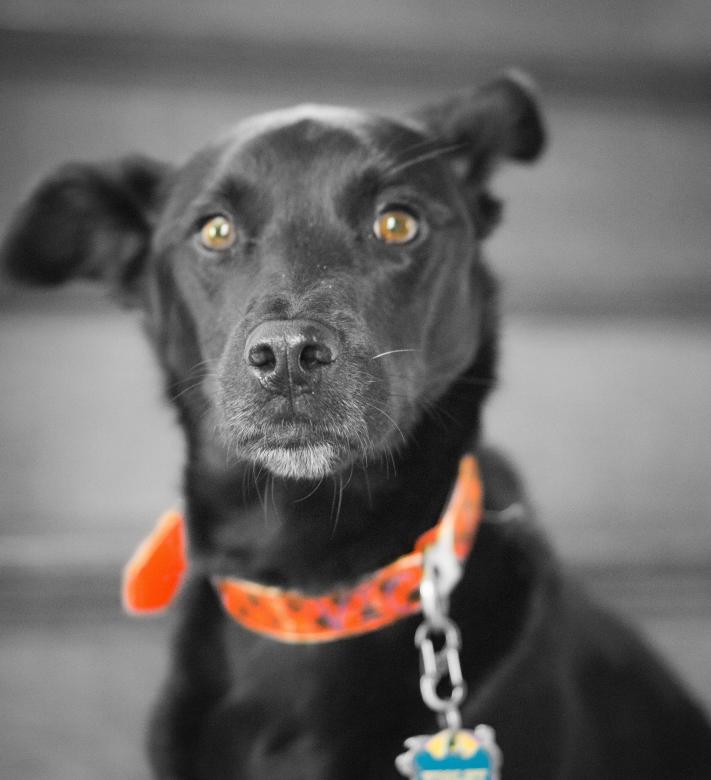 Free stock image of Dog in Selective Black & White created by Brian