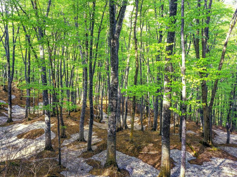 Free stock image of Beech Forest created by Pixabay