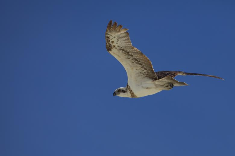 Free stock image of Bird Flight created by Pixabay
