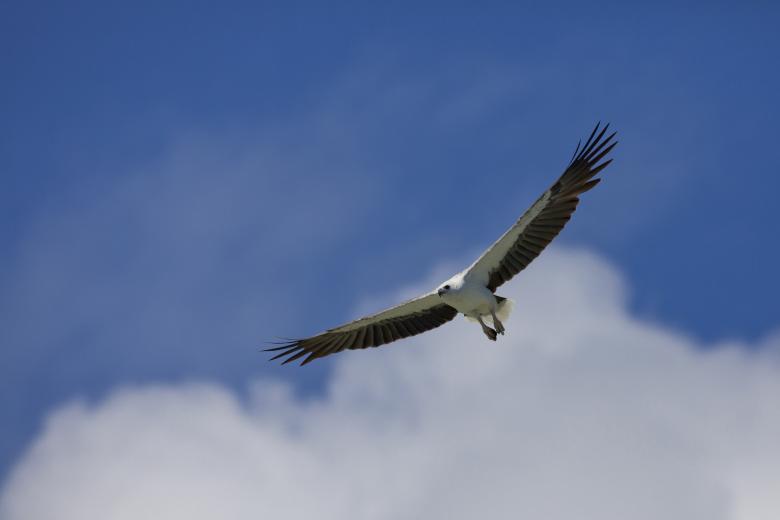 Free stock image of White Bird Flying created by Pixabay