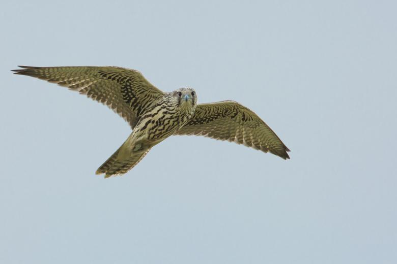 Free stock image of Owl Flying created by Pixabay