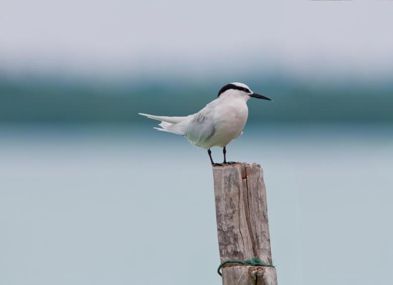 Free stock image of Lonely Bird created by Pixabay