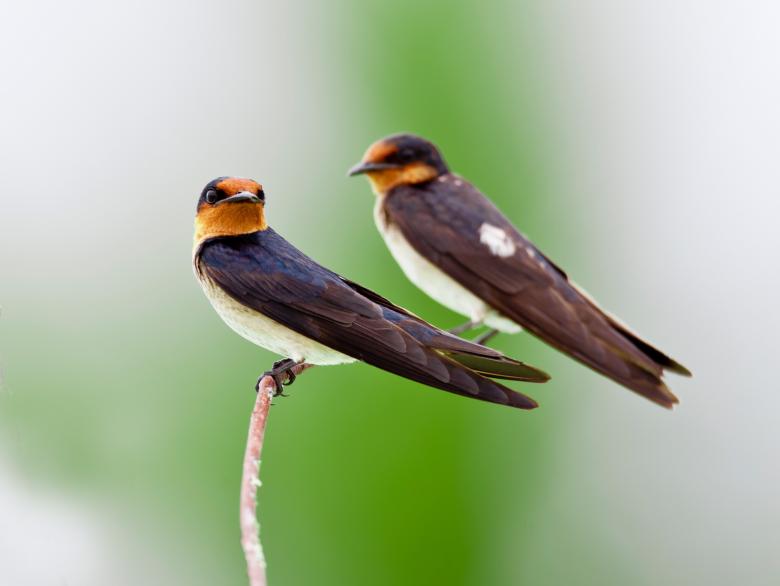 Free stock image of Birds on the Branch created by Pixabay