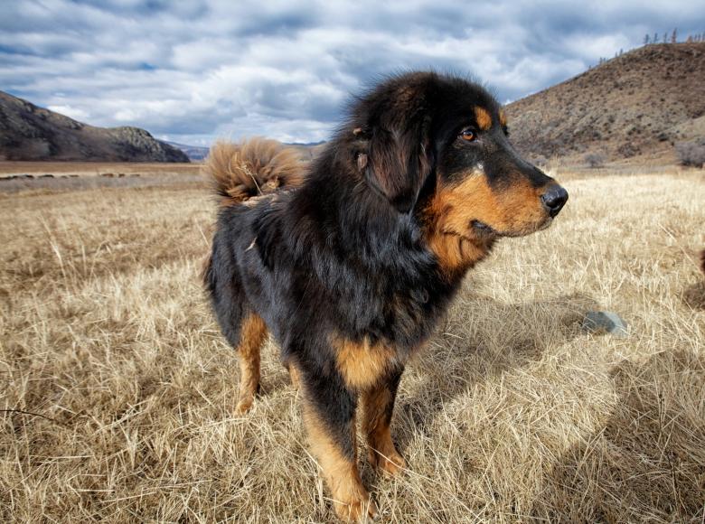 Free stock image of Wild Dog created by Pixabay