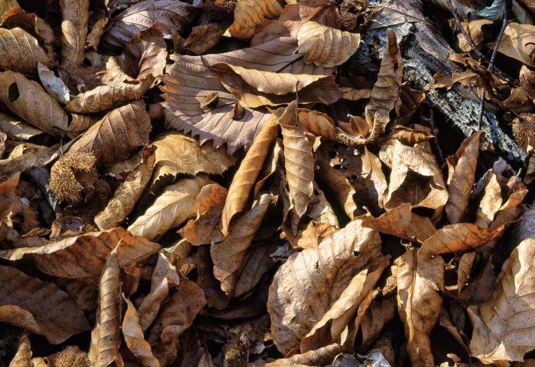 Free stock image of Fallen Leaves created by Pixabay